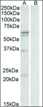 Anti-SLC7A5 antibody produced in goat affinity isolated antibody, buffered aqueous solution