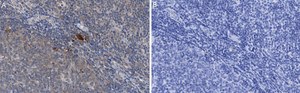 Anti-Thy-1(CD90) Antibody, clone 1I7 ZooMAb&#174; Rabbit Monoclonal recombinant, expressed in HEK 293 cells