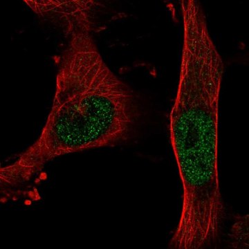 Anti-BNC2 antibody produced in rabbit Prestige Antibodies&#174; Powered by Atlas Antibodies, affinity isolated antibody