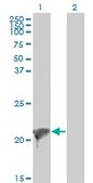 Monoclonal Anti-TWIST2 antibody produced in mouse clone 3C8, purified immunoglobulin, buffered aqueous solution