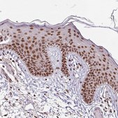 Anti-SRSF2 antibody produced in rabbit Prestige Antibodies&#174; Powered by Atlas Antibodies, affinity isolated antibody, buffered aqueous glycerol solution