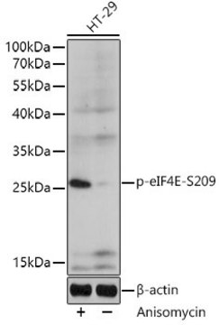 Anti-Phospho-eIF4E-S209 antibody produced in rabbit