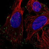 Anti-VCL antibody produced in rabbit Prestige Antibodies&#174; Powered by Atlas Antibodies, affinity isolated antibody