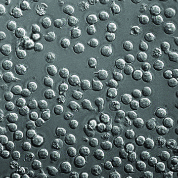 Safe Harbor Landing Pad Cell Line Jurkat T-Lymphocytes