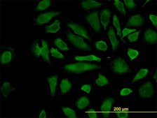 Monoclonal Anti-CFLAR antibody produced in mouse clone 2F12, purified immunoglobulin, buffered aqueous solution
