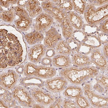 Anti-FRAS1 antibody produced in rabbit Prestige Antibodies&#174; Powered by Atlas Antibodies, affinity isolated antibody, buffered aqueous glycerol solution