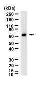 Anti-MAVS Antibody, clone 1L3 ZooMAb&#174; Rabbit Monoclonal recombinant, expressed in HEK 293 cells