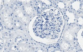 Anti-Tissue Factor Antibody, clone 2L10 ZooMAb&#174; Rabbit Monoclonal recombinant, expressed in HEK 293 cells