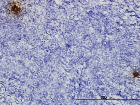 Monoclonal Anti-TFPI2 antibody produced in mouse clone 3E8, purified immunoglobulin, buffered aqueous solution