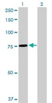 Anti-SNX1 antibody produced in rabbit purified immunoglobulin, buffered aqueous solution