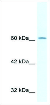 Anti-TLE3 antibody produced in rabbit IgG fraction of antiserum