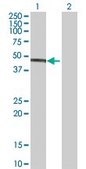 Anti-IDH3G antibody produced in mouse purified immunoglobulin, buffered aqueous solution