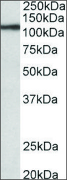 Anti-TPO antibody produced in goat affinity isolated antibody, buffered aqueous solution