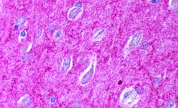 Anti-ICAM5 Precursor antibody produced in goat affinity isolated antibody, buffered aqueous solution