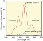 BioTracker&#8482; Green Lipid Peroxide Live Cell Ferroptosis Indicator