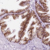 Anti-AQP3 antibody produced in rabbit Prestige Antibodies&#174; Powered by Atlas Antibodies, affinity isolated antibody, buffered aqueous glycerol solution