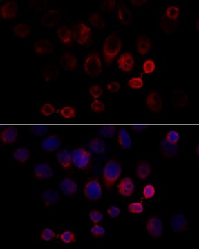 Anti-Caspase 3 antibody produced in rabbit