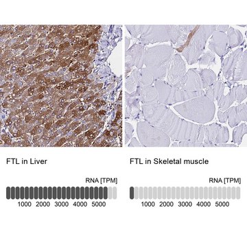 Anti-FTL antibody produced in rabbit Prestige Antibodies&#174; Powered by Atlas Antibodies, affinity isolated antibody, buffered aqueous glycerol solution