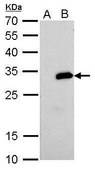 Monoclonal Anti-Strep Tag antibody produced in mouse clone GT517, affinity isolated antibody
