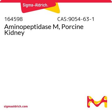 Aminopeptidase M, Porcine Kidney