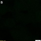 Anti-CAM-cysteine Antibody, clone 52H11 ZooMAb&#174; Rabbit Monoclonal recombinant, expressed in HEK 293 cells