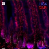 Anti-LIG4 antibody produced in rabbit Prestige Antibodies&#174; Powered by Atlas Antibodies, affinity isolated antibody, buffered aqueous glycerol solution