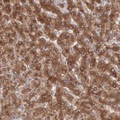 Anti-MTHFD1 antibody produced in rabbit Ab1, Prestige Antibodies&#174; Powered by Atlas Antibodies, affinity isolated antibody, buffered aqueous glycerol solution