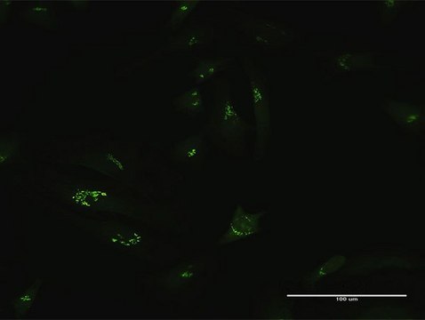 Anti-GCC1 antibody produced in mouse purified immunoglobulin, buffered aqueous solution