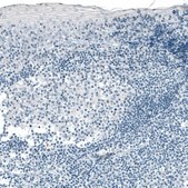 Monoclonal Anti-CPA1 antibody produced in mouse Prestige Antibodies&#174; Powered by Atlas Antibodies, clone CL6629, purified immunoglobulin, buffered aqueous glycerol solution