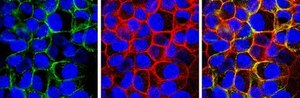 Anti-Integrin &#945;2&#946;1 Antibody, clone BHA2.1, azide free clone BHA2.1, Chemicon&#174;, from mouse