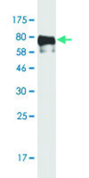 Monoclonal Anti-TFEB antibody produced in mouse clone S3, purified immunoglobulin