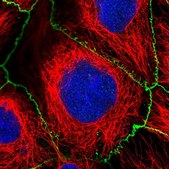Anti-SAMD4A antibody produced in rabbit Prestige Antibodies&#174; Powered by Atlas Antibodies, affinity isolated antibody, buffered aqueous glycerol solution