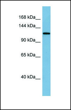 Anti-KL antibody produced in rabbit affinity isolated antibody
