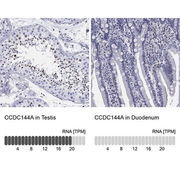 Anti-CCDC144A antibody produced in rabbit Prestige Antibodies&#174; Powered by Atlas Antibodies, affinity isolated antibody, buffered aqueous glycerol solution