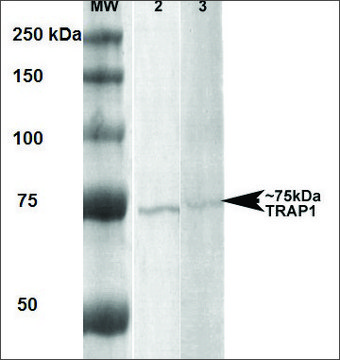 Monoclonal Anti-Trap1 - Apc antibody produced in mouse clone 3H4-2H6, purified immunoglobulin