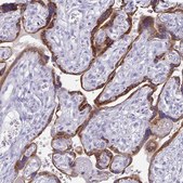 Anti-TFPI2 antibody produced in rabbit Prestige Antibodies&#174; Powered by Atlas Antibodies, affinity isolated antibody, buffered aqueous glycerol solution