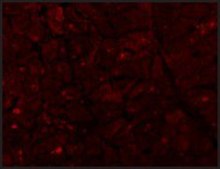 Anti-Caspase-12 (large) antibody produced in rabbit affinity isolated antibody, buffered aqueous solution