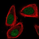 Anti-CUL2 antibody produced in rabbit Prestige Antibodies&#174; Powered by Atlas Antibodies, affinity isolated antibody, buffered aqueous glycerol solution