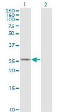 Monoclonal Anti-AK3 antibody produced in mouse clone 1D2, purified immunoglobulin, buffered aqueous solution