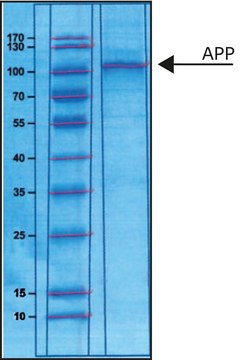 Amyloid Precursor Protein &#945;, Secreted human &gt;90% (SDS-PAGE), recombinant, expressed in E. coli (N-terminal histidine tagged), buffered aqueous solution