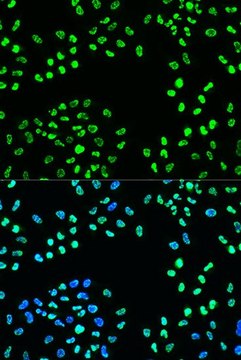 Anti-Phospho-ATR-S428 antibody produced in rabbit