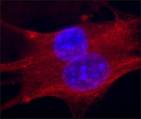 Anti-Troponin T antibody, Mouse monoclonal clone JLT-12, purified from hybridoma cell culture