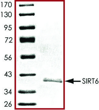 SIRT6, active, His tagged human recombinant, expressed in baculovirus infected Sf9 cells, &#8805;70% (SDS-PAGE), buffered aqueous glycerol solution