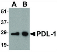 Anti-PDL-1 antibody produced in rabbit affinity isolated antibody, buffered aqueous solution