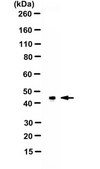 Anti-CREB Antibody Upstate&#174;, from rabbit