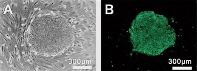 BioTracker 529 Green Pluripotent Stem Cell Dye Live cell imaging dye for pluripotent stem cells that selectively identifies undifferentiated human ES and iPS cells.