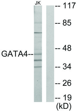 Anti-GATA4 antibody produced in rabbit affinity isolated antibody