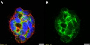 Anti-GSDMC Antibody, clone 2H7 ZooMAb&#174; Rabbit Monoclonal recombinant, expressed in HEK 293 cells