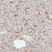 Anti-GNAS antibody produced in rabbit Prestige Antibodies&#174; Powered by Atlas Antibodies, affinity isolated antibody, buffered aqueous glycerol solution, ab1