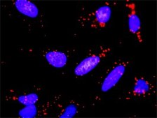 Monoclonal Anti-VEGF antibody produced in mouse clone 3F7, purified immunoglobulin, buffered aqueous solution